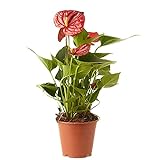 Verdecora Anthurium Rojo | Anturio | Planta natural de interior con flor en maceta de Ø12cm | Altura total aproximada 35-40cm