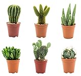 Pack 6 Cactus y Crasas naturales en maceta de Ø5,5cm (altura total aproximada 5cm)…