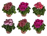 Seis Unidades de Pelargonium - Geranios Naturales - Plantas de Exterior