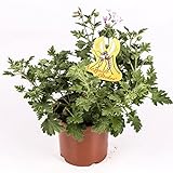 Citronella - Planta antimosquitos - Maceta 15cm. - Pelargonium Citrodorum/Graveolens - Planta Aromática - Planta viva - (Envíos sólo a Península)
