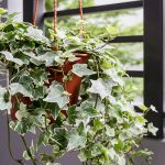 Conkansei - Las plantas que ayudan a dormir mejor