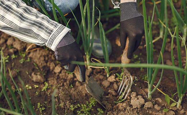 Conkansei plantar cebollas en noviembre
