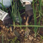 Conkansei qué plantar en noviembre