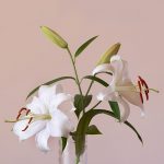 Flores para el día de la madre